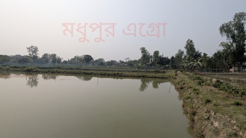 কেন চাষ করবেন মনোসেক্স তেলাপিয়া?