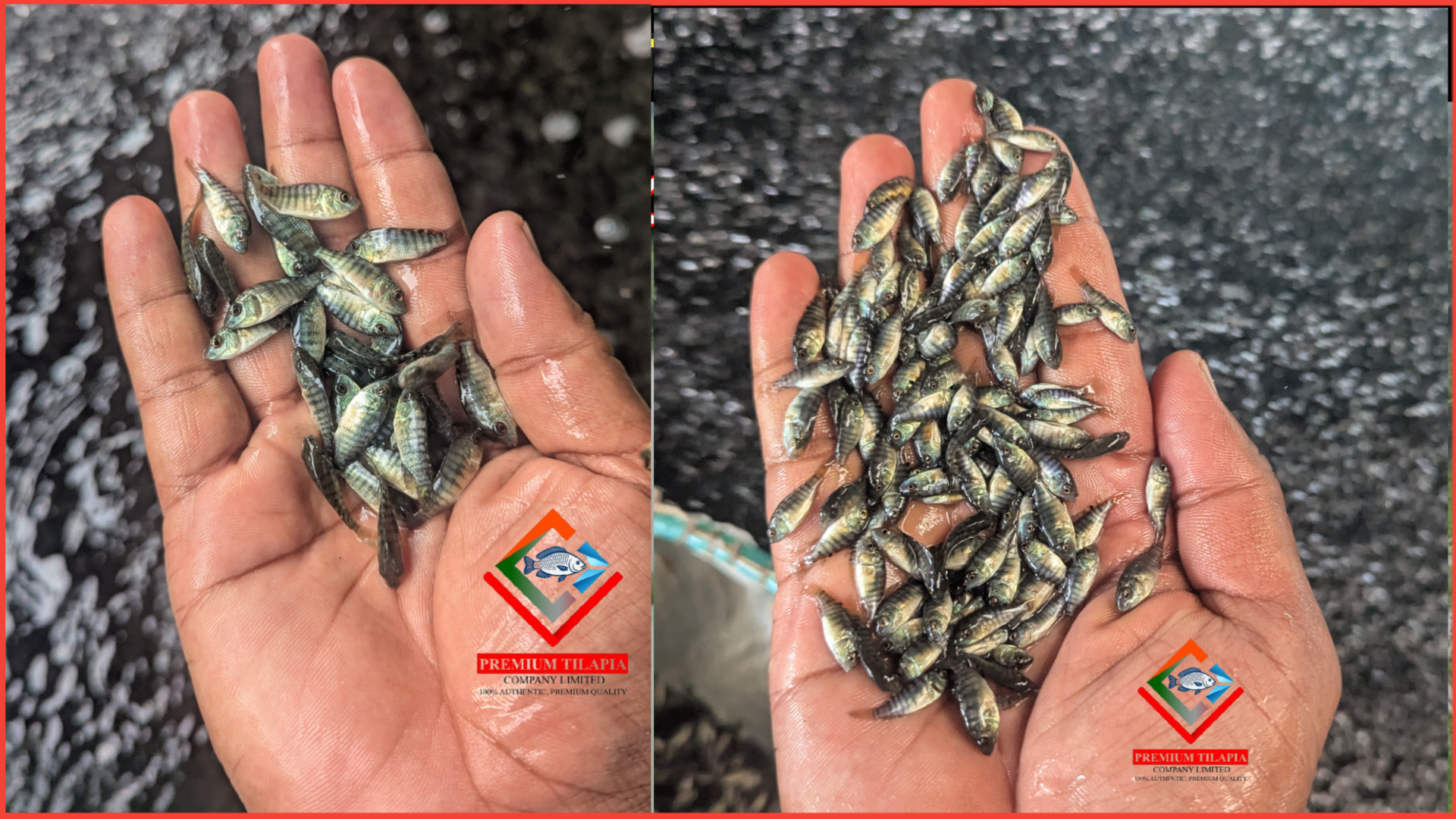 ভালো মানের মনোসেক্স তেলাপিয়া কোথায় পাবেন? 