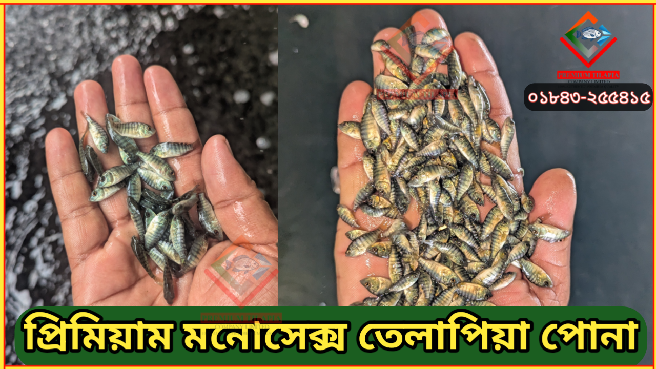 তেলাপিয়া মাছের পোনার দাম জানুন