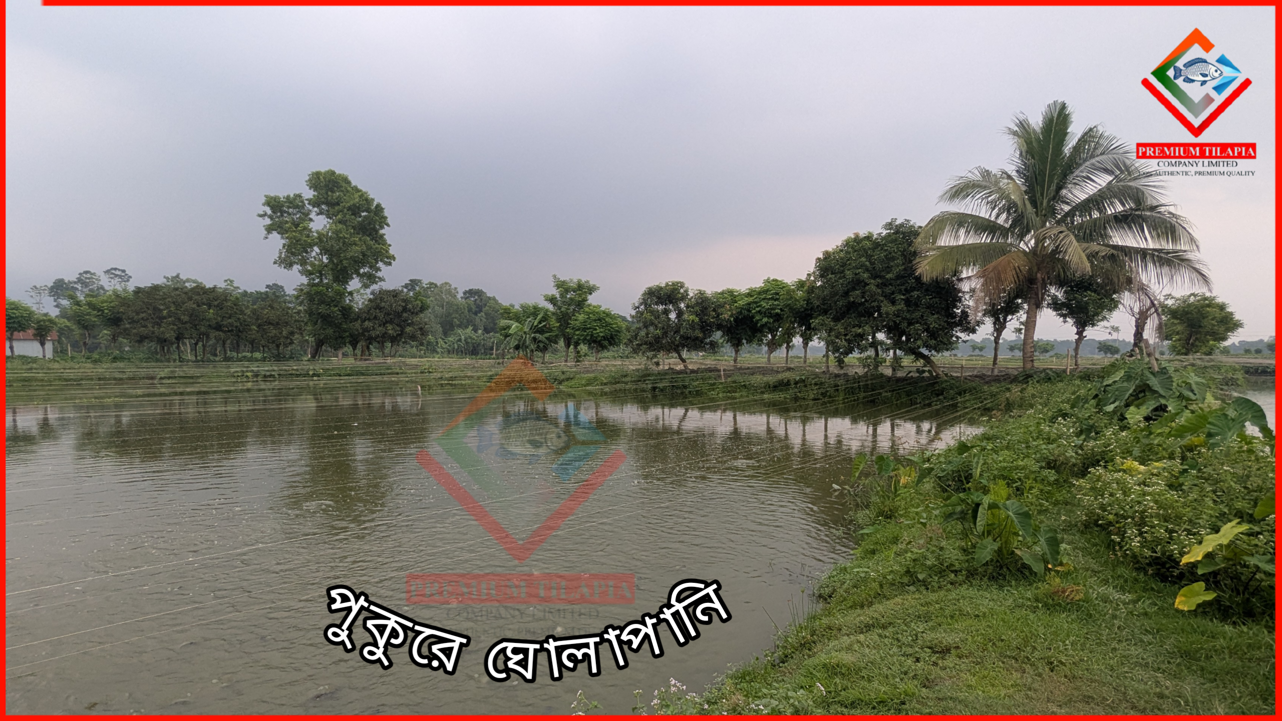 পুকুরের পানির ঘোলাত্ব দূর করার উপায়