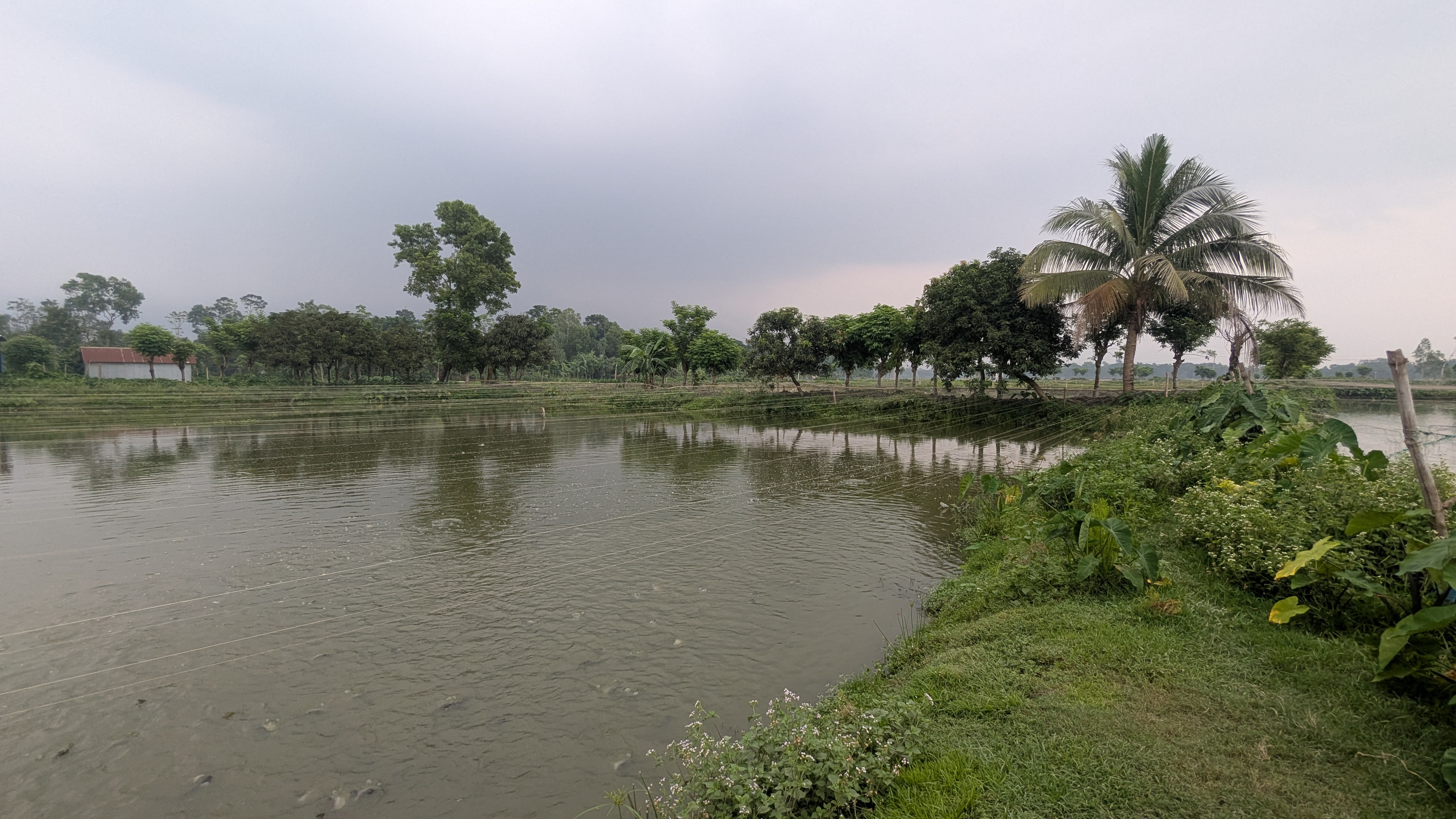 মাছ চাষে লাভবান হওয়ার ৫টি গোপন কৌশল জানুন। 
